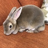 うさぎの親子 いずれか一匹も可 サムネイル3