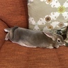 うさぎの親子 いずれか一匹も可 サムネイル4