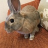 うさぎの親子 いずれか一匹も可 サムネイル5