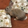 うさぎの親子 いずれか一匹も可 サムネイル6
