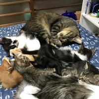ちびルナ