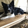 里親募集  ボーダーコリー サムネイル3