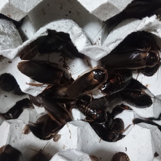 ありがとうございました‼デュビア里親募集