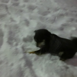 「雪」サムネイル1