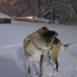 「雪」サムネイル2