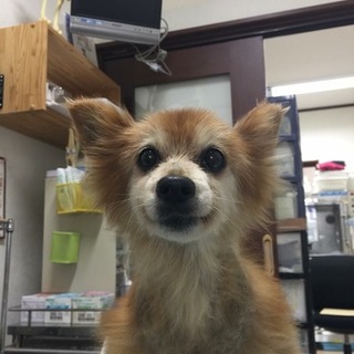 家族に迎えてください。