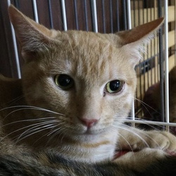 1月28日(日)に愛知県豊川市で譲渡会