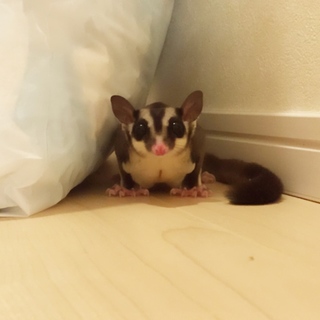 フクロモモンガ/オス