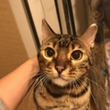 里親さん決定しました。ありがとうございました。