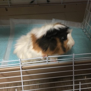 無事に決まりました、ありがとうございます。