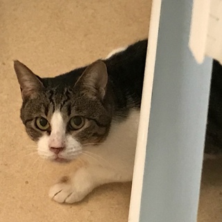 野良からのはじめての幸せ⁈