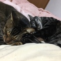 アレルギー発症。助けてください(TT)