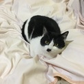 親子3匹募集中1匹でも可 子猫オス チャップリン風