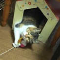 親子3匹募集中 1匹でも可能 子猫メス 困り顔ミケ
