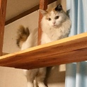親子3匹募集中 1匹でも可 母猫フサフサ長毛ミケ