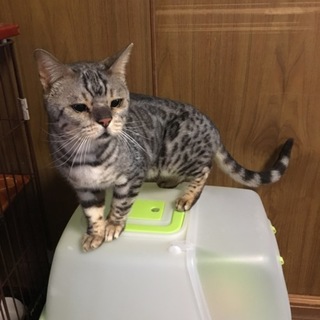 新しい家族が決まりました♡☆シルバーベンガル☆