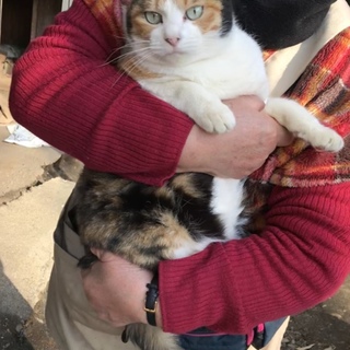 可愛い人慣れミケ猫ちゃん♪