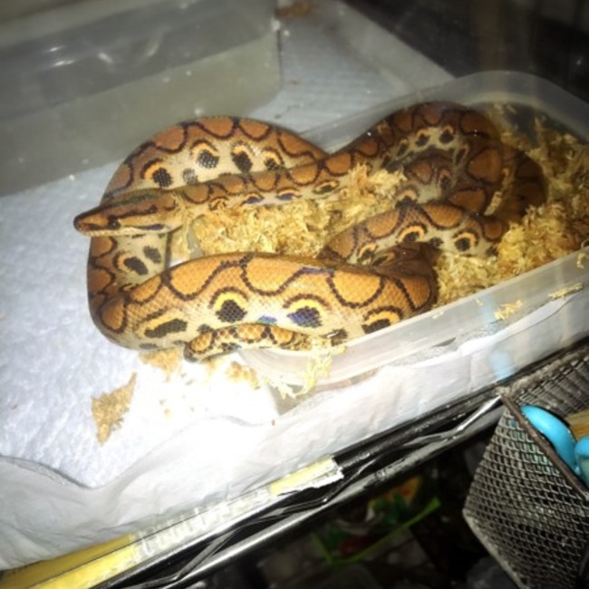 ぱぴこ@もりのカバー写真