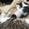 子猫ちゃんの、里親募集！