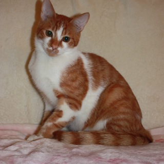 ケージから出してあげたい！去勢済み ろんちゃん