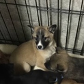 段々慣れてきた野犬が産んだ子犬ちゃん 