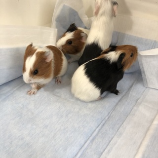 モルモットの里親募集です。