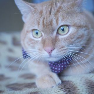 家族ができました、ありがとうございました！