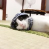 千鶴