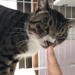 キジ白成猫　男の子　去勢手術等全て済