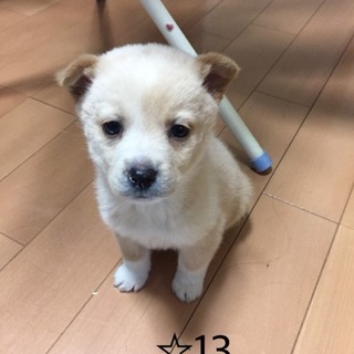 ☆１３ 里親さん募集です♫
