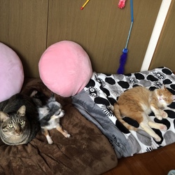 「姫は優しい猫が好き」サムネイル2