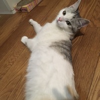 ルビィ