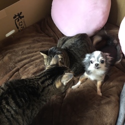 「姫は優しい猫が好き」サムネイル3