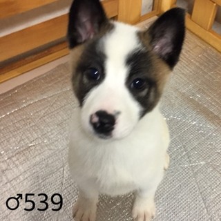 ♂５３９里親さん募集です(^^)