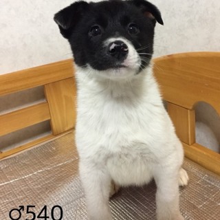 ♂５４０里親さん募集です(^^)