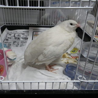 白うずらオス・生後半年くらい・大きめです