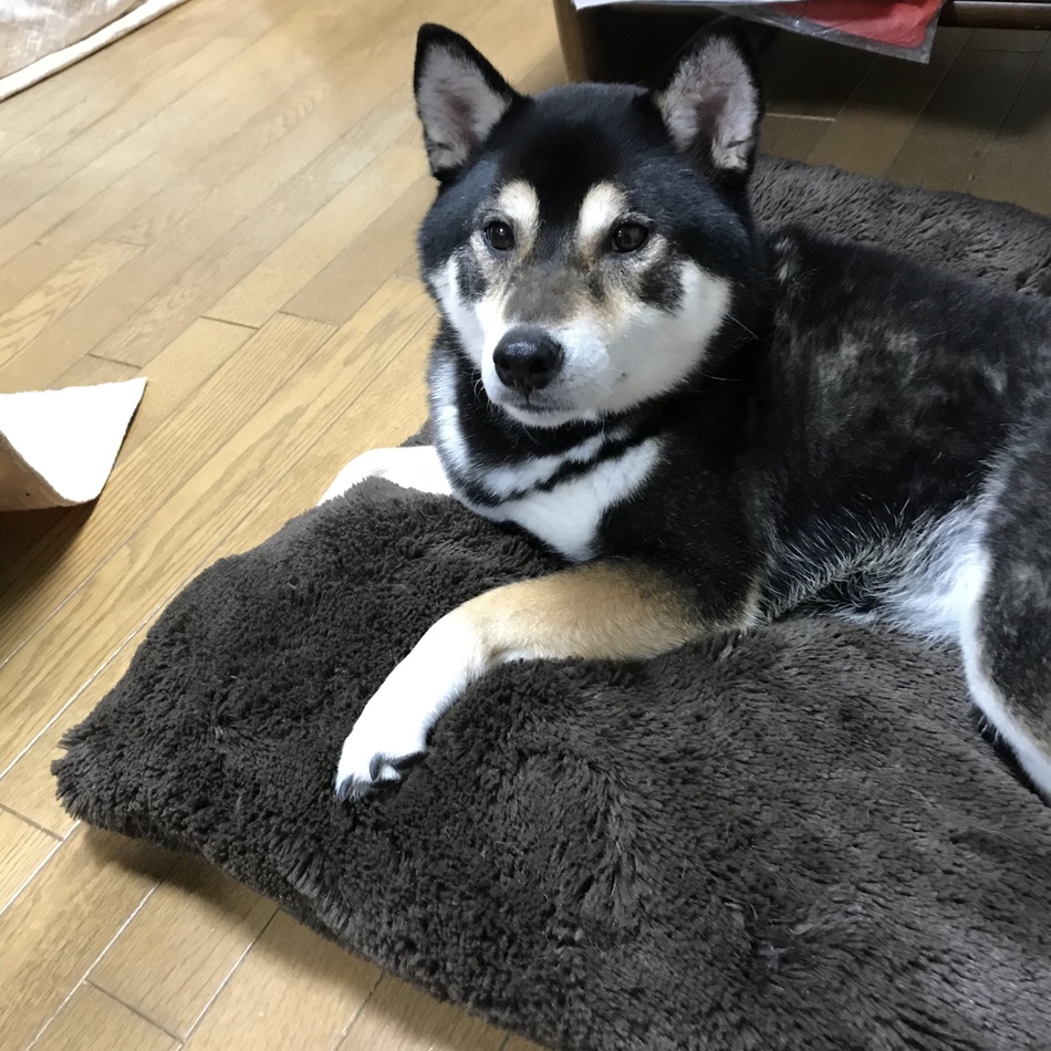 もものカバー写真