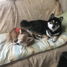 先住犬のチョコ（チワワ）と一緒に