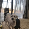 先住犬のモア（マルチーズ）と一緒に
