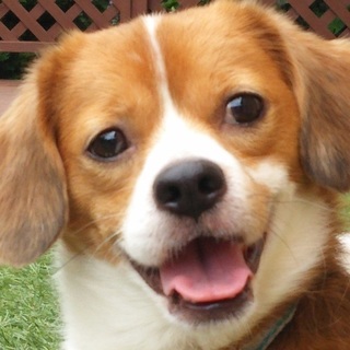 タロ君　愛嬌は家族だけに　家族だけの忠犬になる子