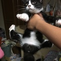 里親募集です