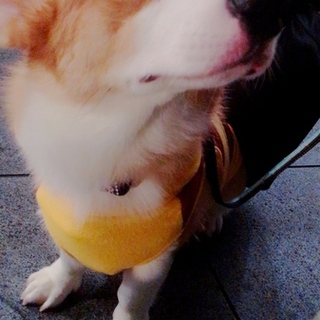 あいくるしいコーギーの里親を募集しています。