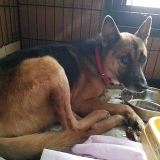 この子を助けてください。