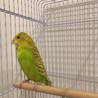 可愛がってくださる方