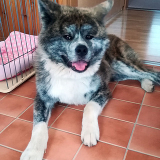 優しい里親様決定しました！