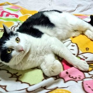 可愛い白黒にゃんこの里親募集