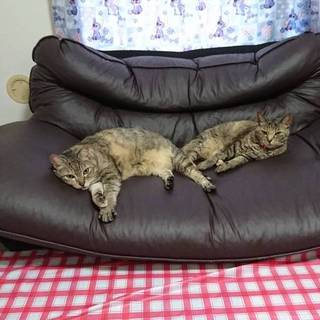 猫大好きな方お願いします