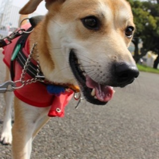 無邪気な甘えん坊のミックス