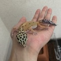 ヒョウモントカゲモドキ