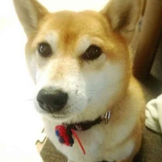 柴犬　4才　9キロ　ミナミちゃん